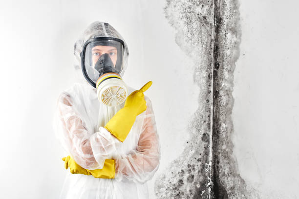 Why You Should Choose Our Mold Remediation Services in Richboro, PA